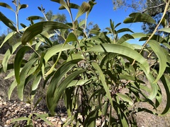 Acacia crassa