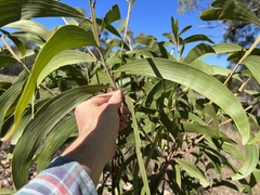 Acacia crassa