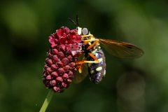 Chrysotoxum festivum