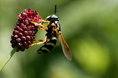 Chrysotoxum festivum