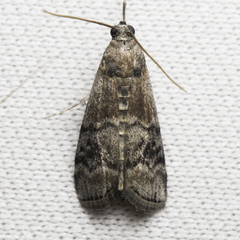 Euzophera semifuneralis