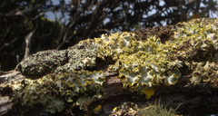 Podostictina pickeringii