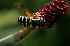 Chrysotoxum festivum