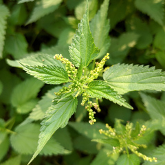 Urtica dioica