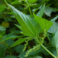 Urtica dioica