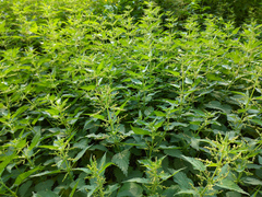 Urtica dioica