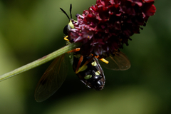 Chrysotoxum festivum