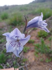 Gladiolus gracilis