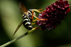 Chrysotoxum festivum