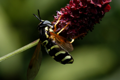 Chrysotoxum festivum