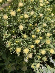 Ericameria discoidea
