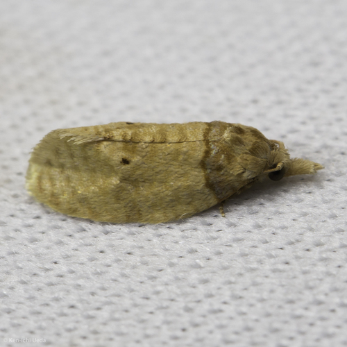 Brown-shouldered Henricus photo 2