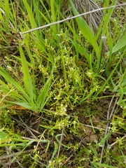 Crassula natans