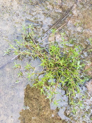 Crassula natans