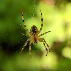 Araneus diadematus