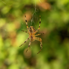 Araneus diadematus
