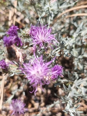 spotted knapweed