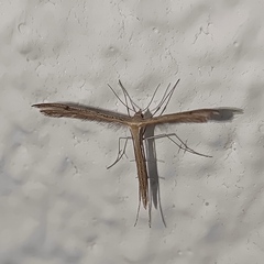 Pterophorinae