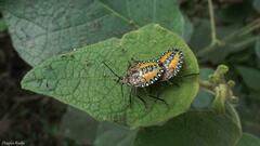 Edessa rufomarginata