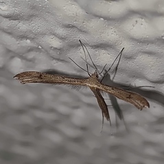 Pterophorinae