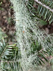 Usnea trichodea