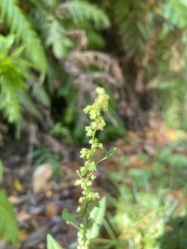 Rumex conglomeratus image