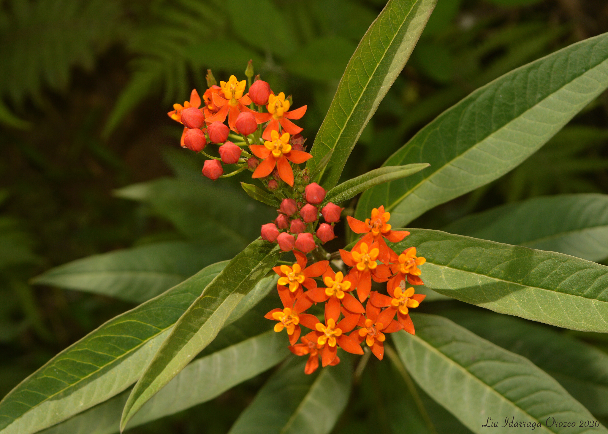 Asclepias curassavica