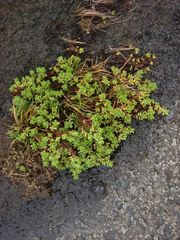 Crassula moschata