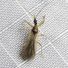 Enicocephalidae