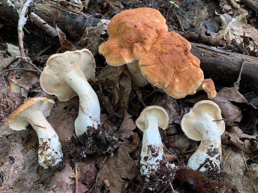 Hydnum aerostatisporum