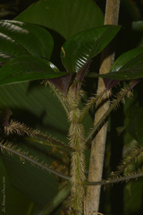 Miconia leaechinata
