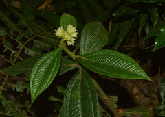 Miconia pubistyla