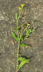 Pulicaria scabra