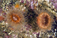 Paracyathus stearnsii