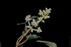 Miconia tetraquetra