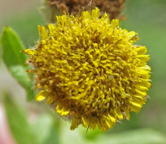 Pulicaria scabra