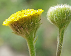 Pulicaria scabra