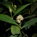 Miconia melastomoides - Photo (c) Liu Idárraga Orozco, some rights reserved (CC BY-NC), uploaded by Liu Idárraga Orozco