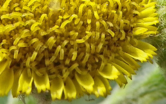 Pulicaria scabra