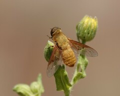 Chrysanthrax edititius