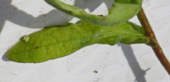 Pulicaria scabra