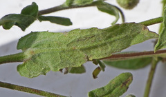Pulicaria scabra