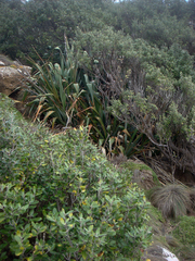 Olearia traversiorum