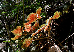 Begonia hammoniae