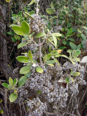 Olearia traversiorum