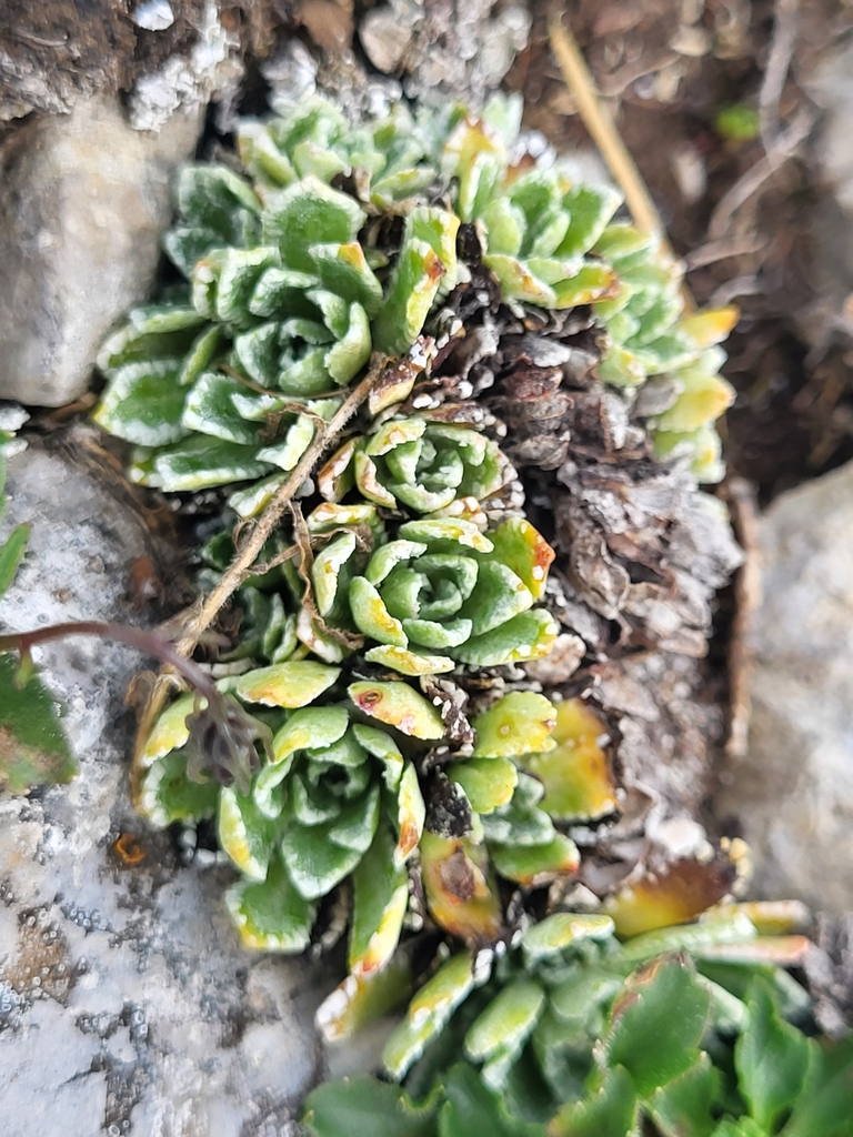 Saxifraga