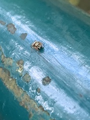 Dendryphantina