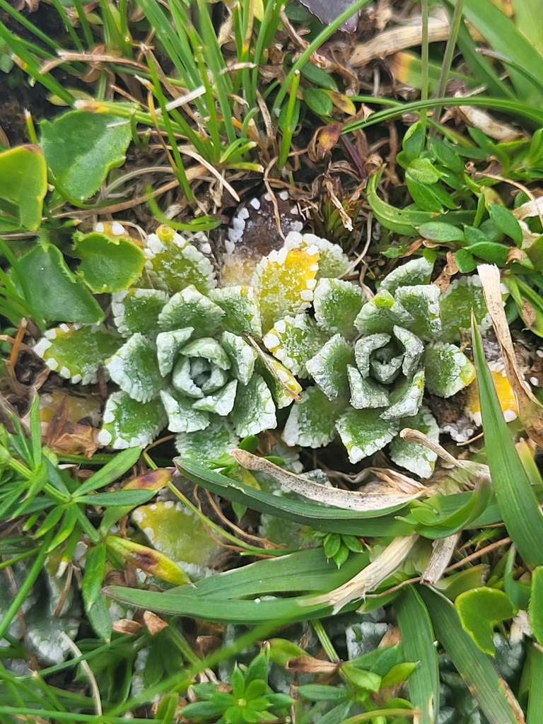 Saxifraga paniculata Mill. 2