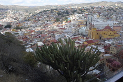 Myrtillocactus geometrizans