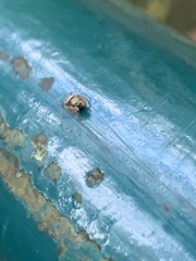 Dendryphantina